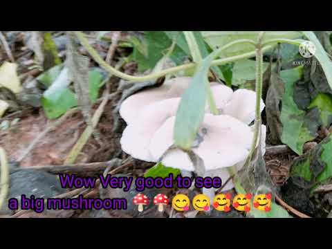 Thailand pattaya cool girls in forest 🏞️🏞️🍄🍄🍄🌺🌺